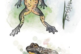 Yellow-bellied toad, Bombina variegata